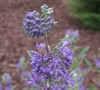 Blue Mist Shrub