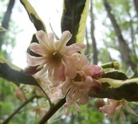 Angel Eyes Anise Picture