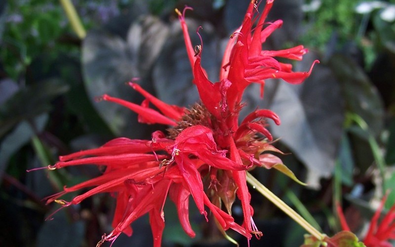 Bee Balm Jacob Cline