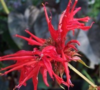 Jacob Cline Bee Balm Picture