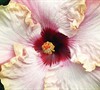 Stolen Kiss Cajun Tropical Hibiscus