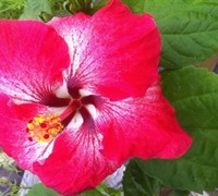 Creole Belle Cajun Hibiscus Picture