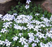 Blue Star Creeper Picture