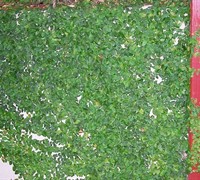 Creeping Fig Picture