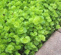 Creeping Jenny Picture