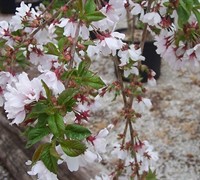 Snow Fountain Weeping Cherry Picture