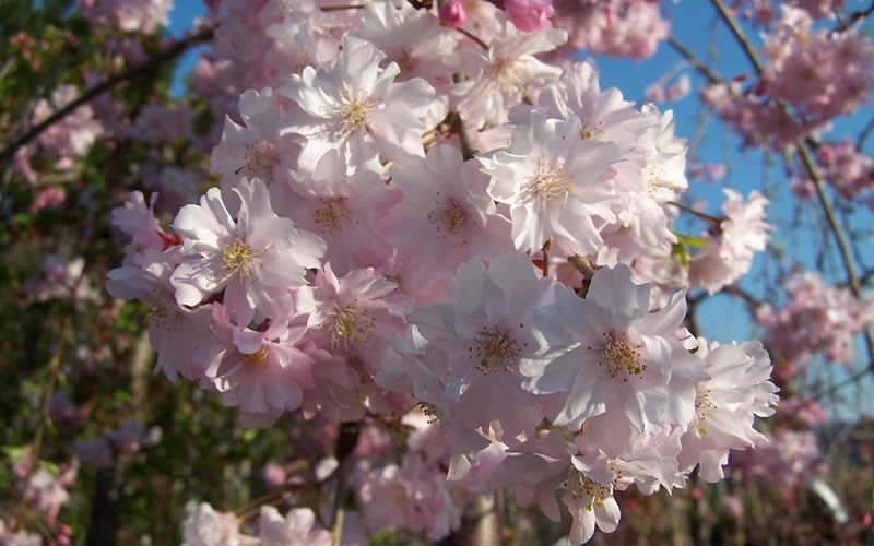 flowering cherry tree pictures. Weeping Flowering Cherry