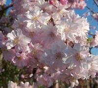 Pink Weeping Cherry Tree Picture