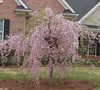Pink Weeping Cherry Tree