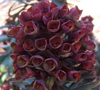 Blackbird Euphorbia Picture