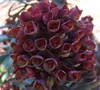 Blackbird Euphorbia