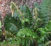 Tassel Fern