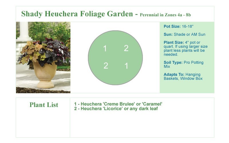 Shady Heuchera Foliage Garden