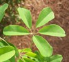 Five Leaf Akebia Vine