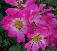 Pink Drift Rose Picture