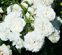 Icy Drift Rose Picture