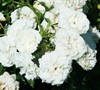Icy Drift Rose