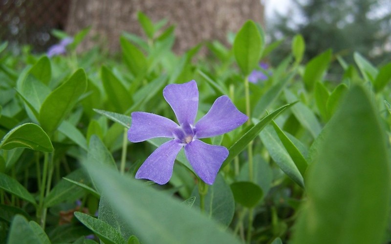Vinca Minor Flower
