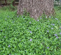 Bowles Vinca Minor Picture