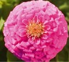Zinnias