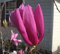 Jane Magnolia Picture