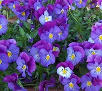 Lavender Blue Cool Wave Pansy Picture