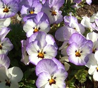 Frost Cool Wave Pansy Picture