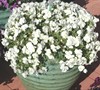 White Cool Wave Pansy