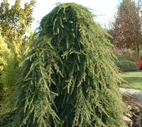 Weeping Deodara Cedar Picture