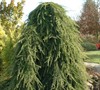 Weeping Deodara Cedar
