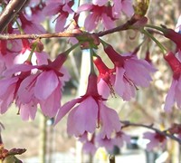 Okame Flowering Cherry Picture