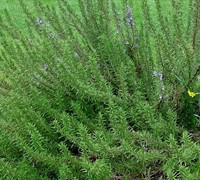 Arp Rosemary Picture