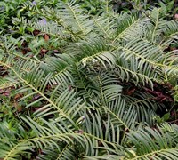 Creeping Yew  Picture