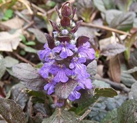 Catlin's Giant Ajuga Picture
