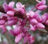Eastern Redbud Tree