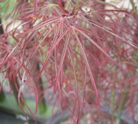 Red Pygmy Japanese Maple Picture