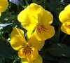  Yellow Cool Wave Pansy