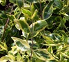 Lemons And Lime Abelia