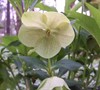 Royal Heritage Lenten Rose
