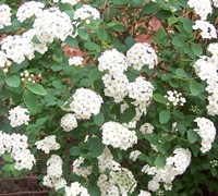 Reeve's Spirea Picture