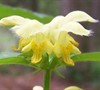 Yellow Archangel Lamiastrum