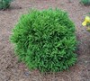 Global Dwarf Cryptomeria