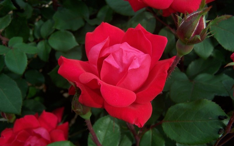 Double Knock Out Rose