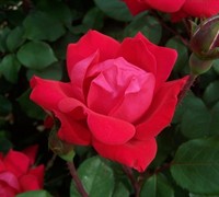 Double Red Knock Out Rose Picture