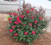 Red Knockout Roses