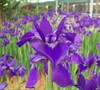 Caesar's Brother Siberian Iris