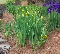 Yellow Flag Iris Picture