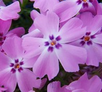 Red Wings Creeping Phlox Picture
