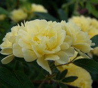Lady Banks Yellow Rose Picture
