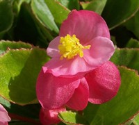 pink wax begonia